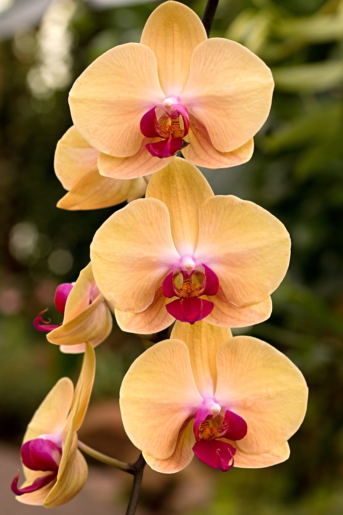 orchideeën orchidee orchideeen hdr bloem Orchidaceae natuur flora bloemen orchis sierbloem sierplant phalaenopsis orchidaceae